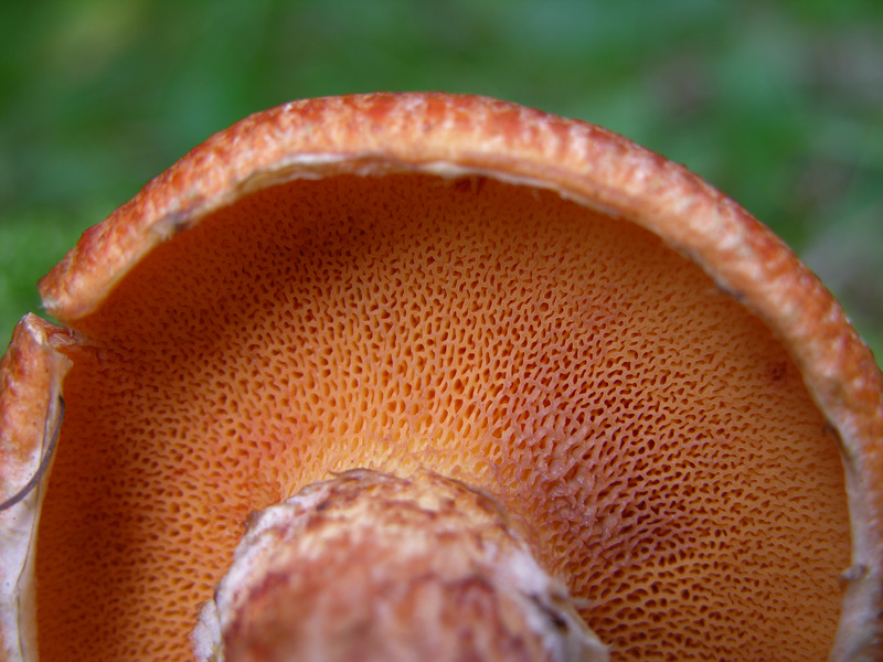 Suillus tridentinus.